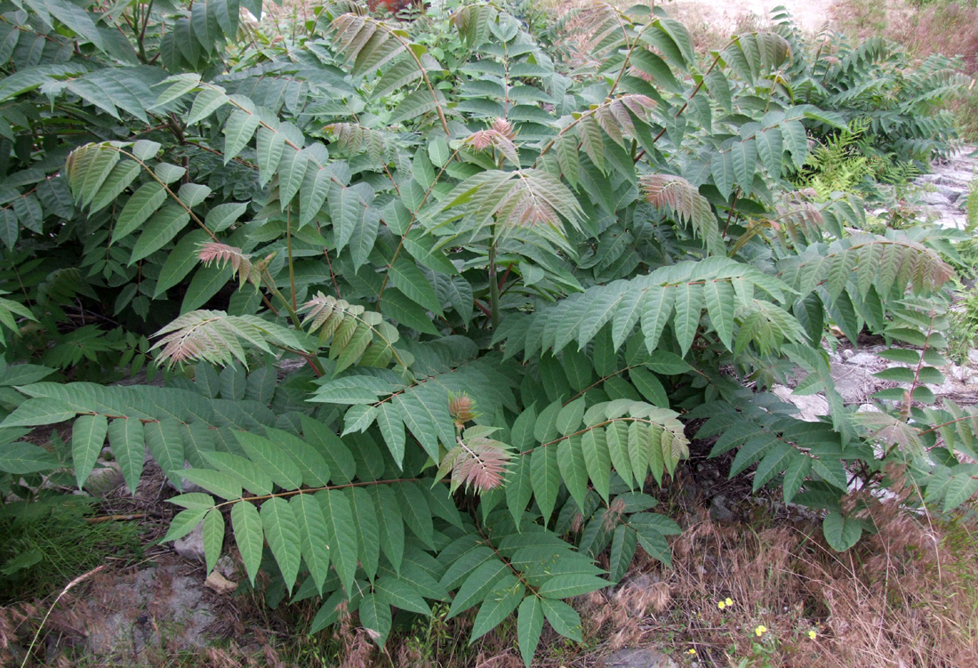 DSCF6943